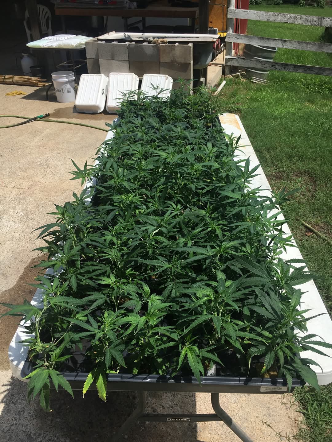 Hemp seedlings arranged on a table in the farm yard